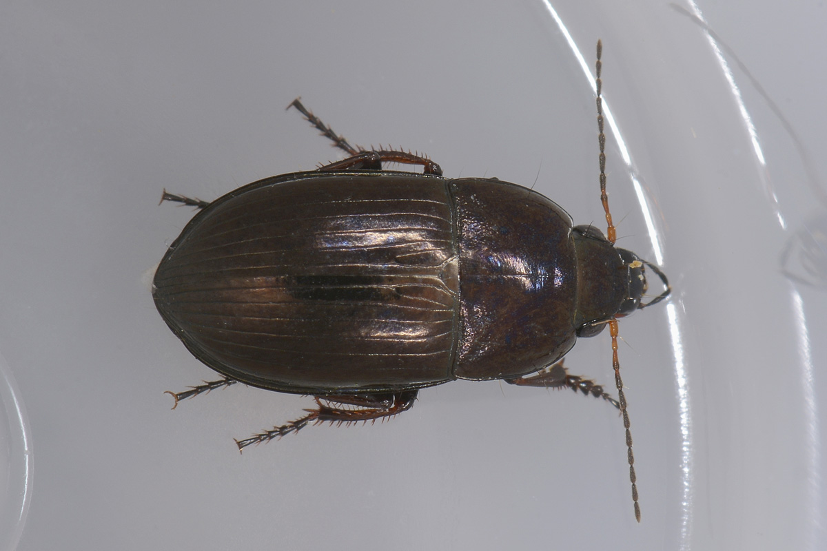 Amara aenea ed a seguire A. schimperi, Carabidae